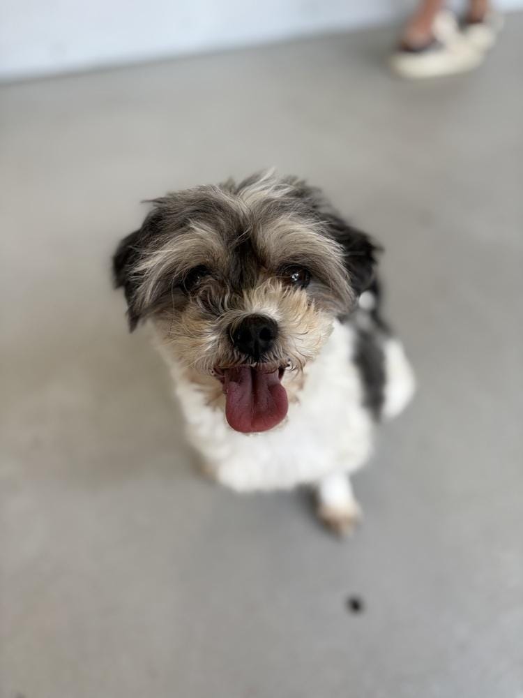 Cookie #1254
