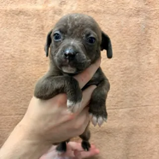 Beau