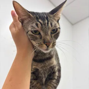 Cherie