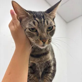 Cherie