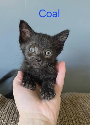 Coal