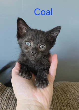 Coal