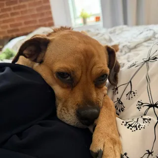 Penelope