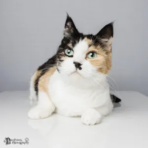 Kitty