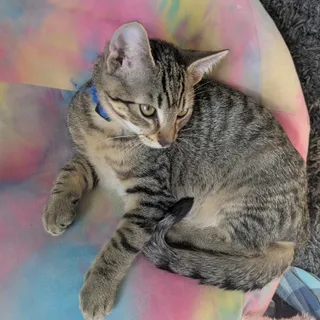 Zeus the Furrocious