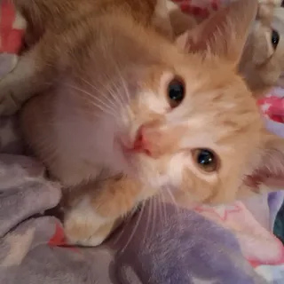 Sweet Potato - the kissing bandit