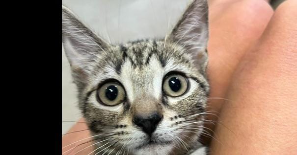 Meowington
