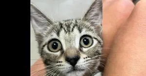 Meowington