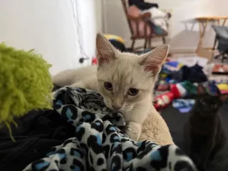 Wanda