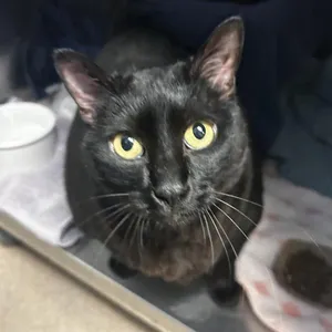 Chocolate Chip