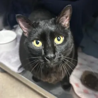 Chocolate Chip