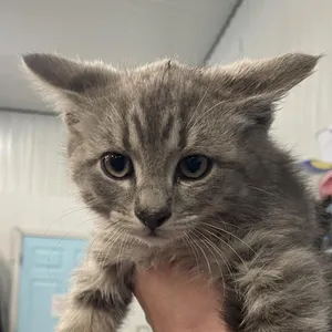Foster