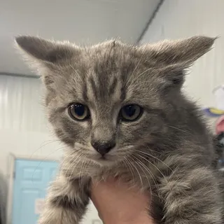 Foster