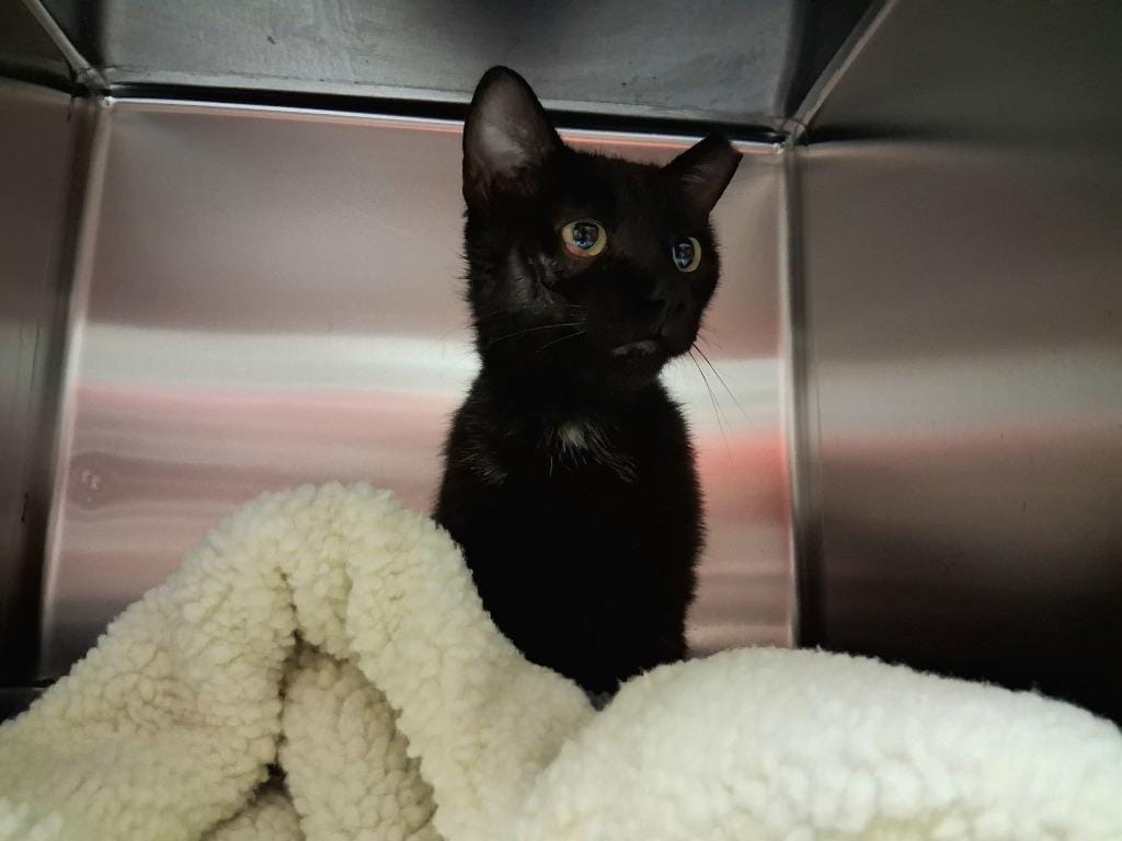 BINX