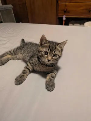Sinatra