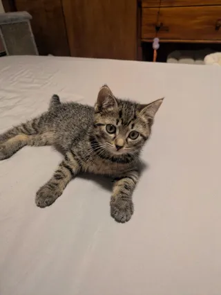 Sinatra