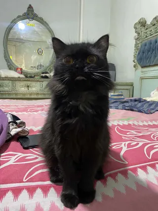 Jermeen (Persian)