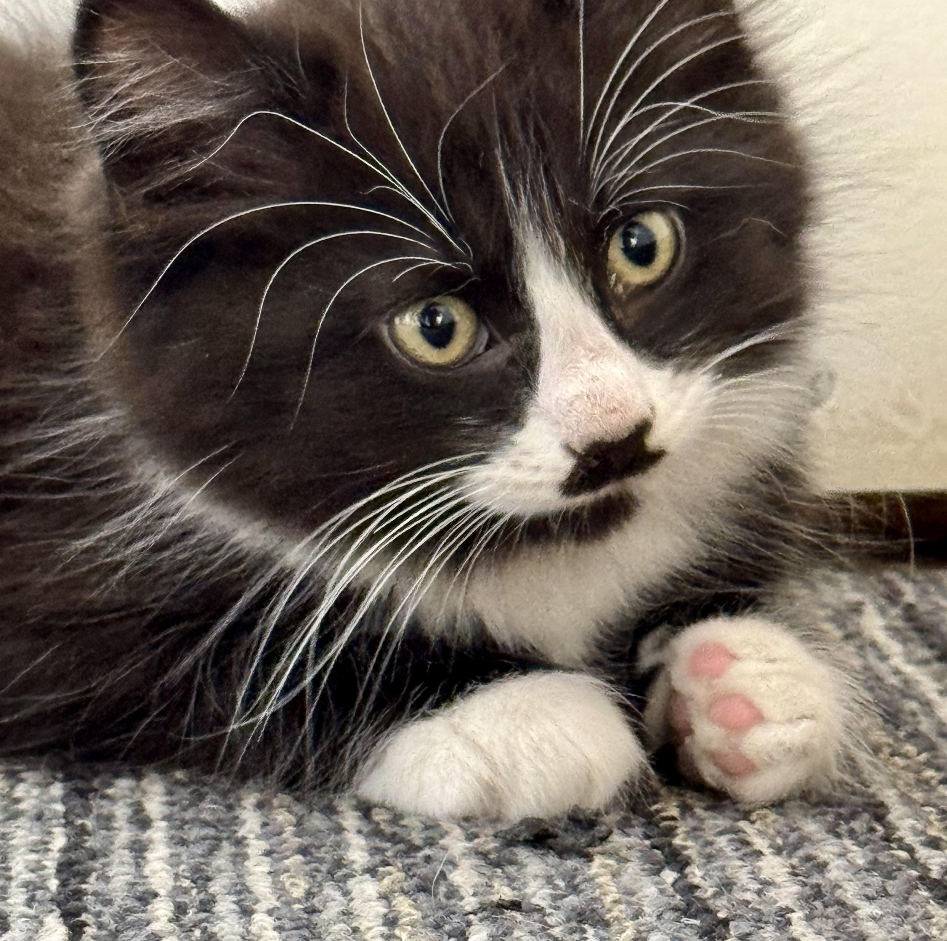 Mustachio- funny, athletic explorer