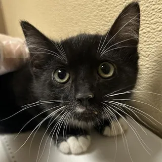 Carlos