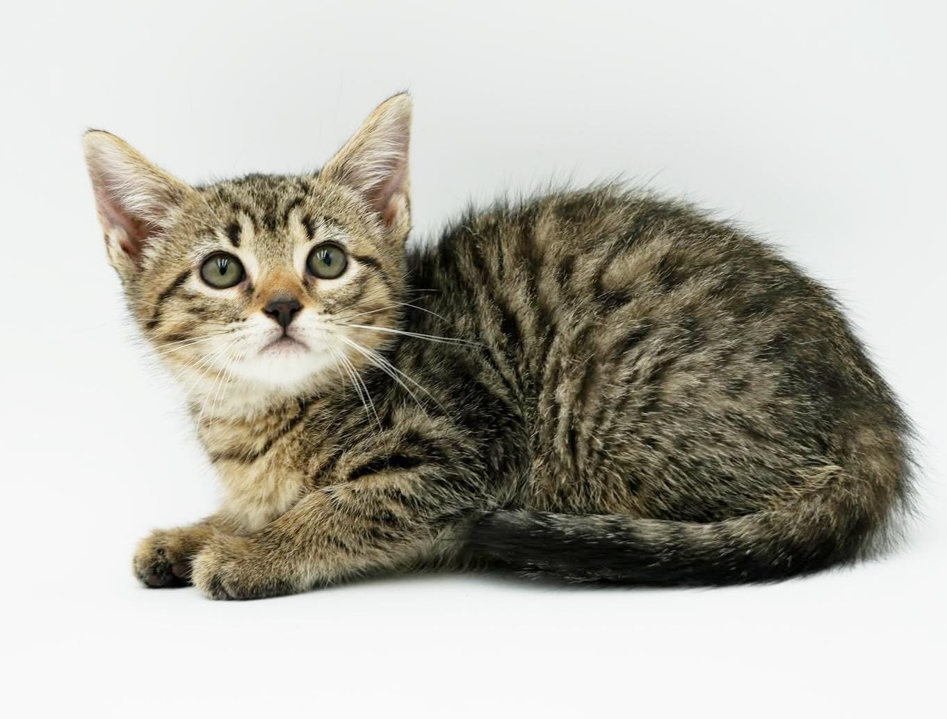 Layla Kay - Doesn't get more loving than this kitten angel