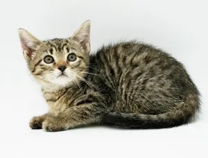 Layla Kay - Doesn't get more loving than this kitten angel