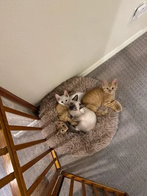 Otto Von Purrsmobile
