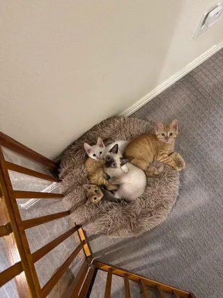 Otto Von Purrsmobile