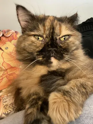 Mocha