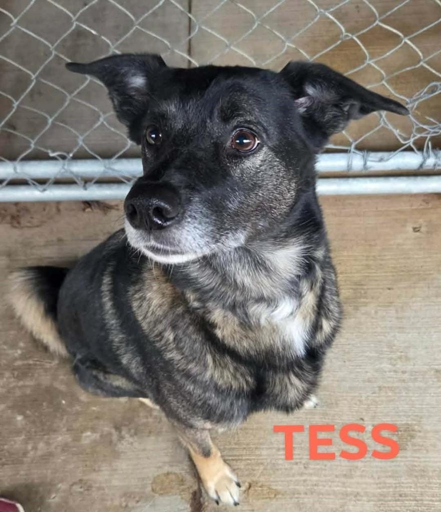 Tess