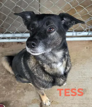 Tess