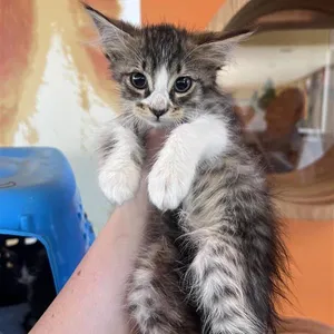 Phoenix