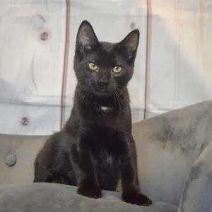 Loki