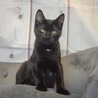 Loki