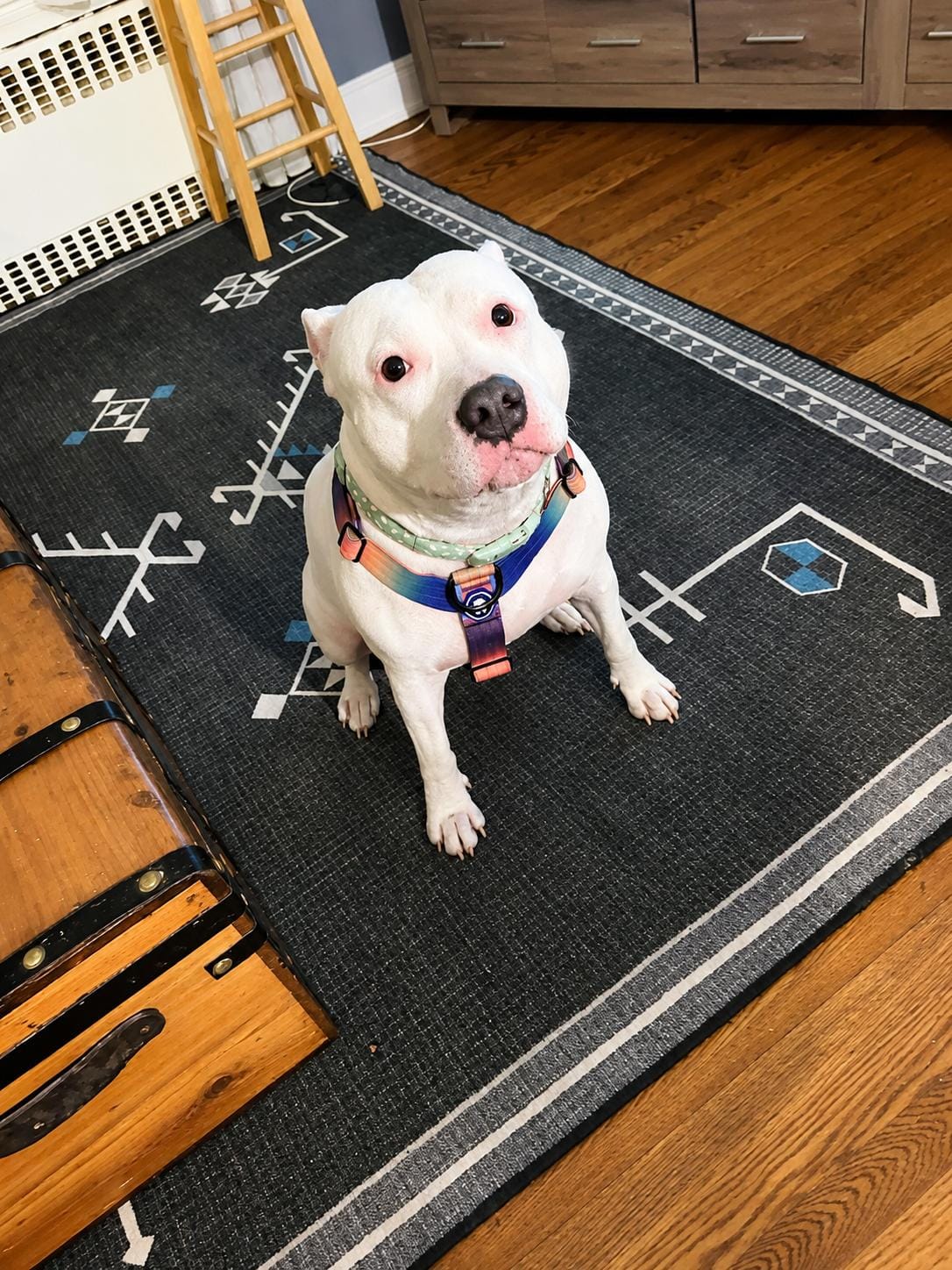 Lily - Forever Foster wanted 