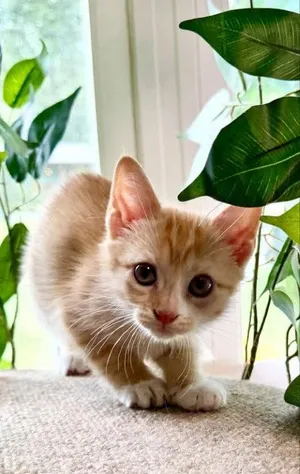 Muffin