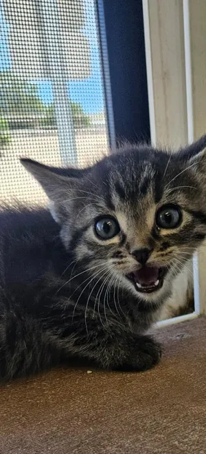 Corral kitten 3