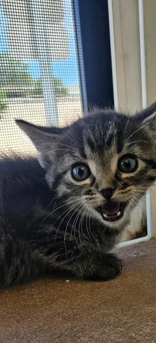 Corral kitten 3