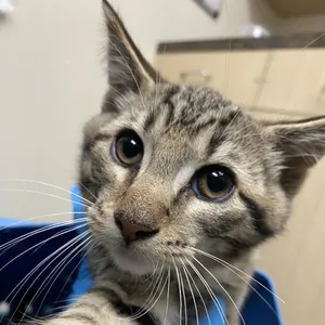 Travis
