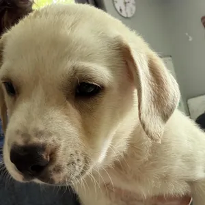Queen Elizabeth pup 4
