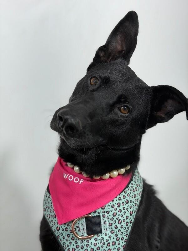 Lily-One of our Amazing Rescue Dogs
