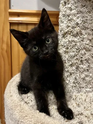 Truffle (purple collar)