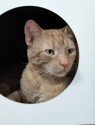 Nado * IN FOSTER *