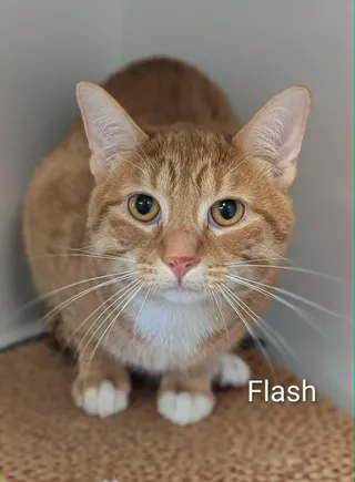 Flash