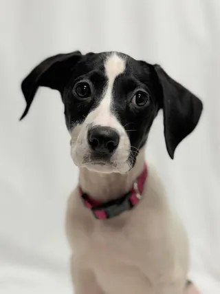 Platinum the Mixed Breed Puppy