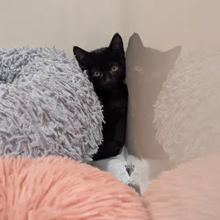 Sirius