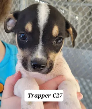 Trapper