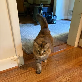 Kiki