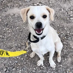 Mutt Damon 53613