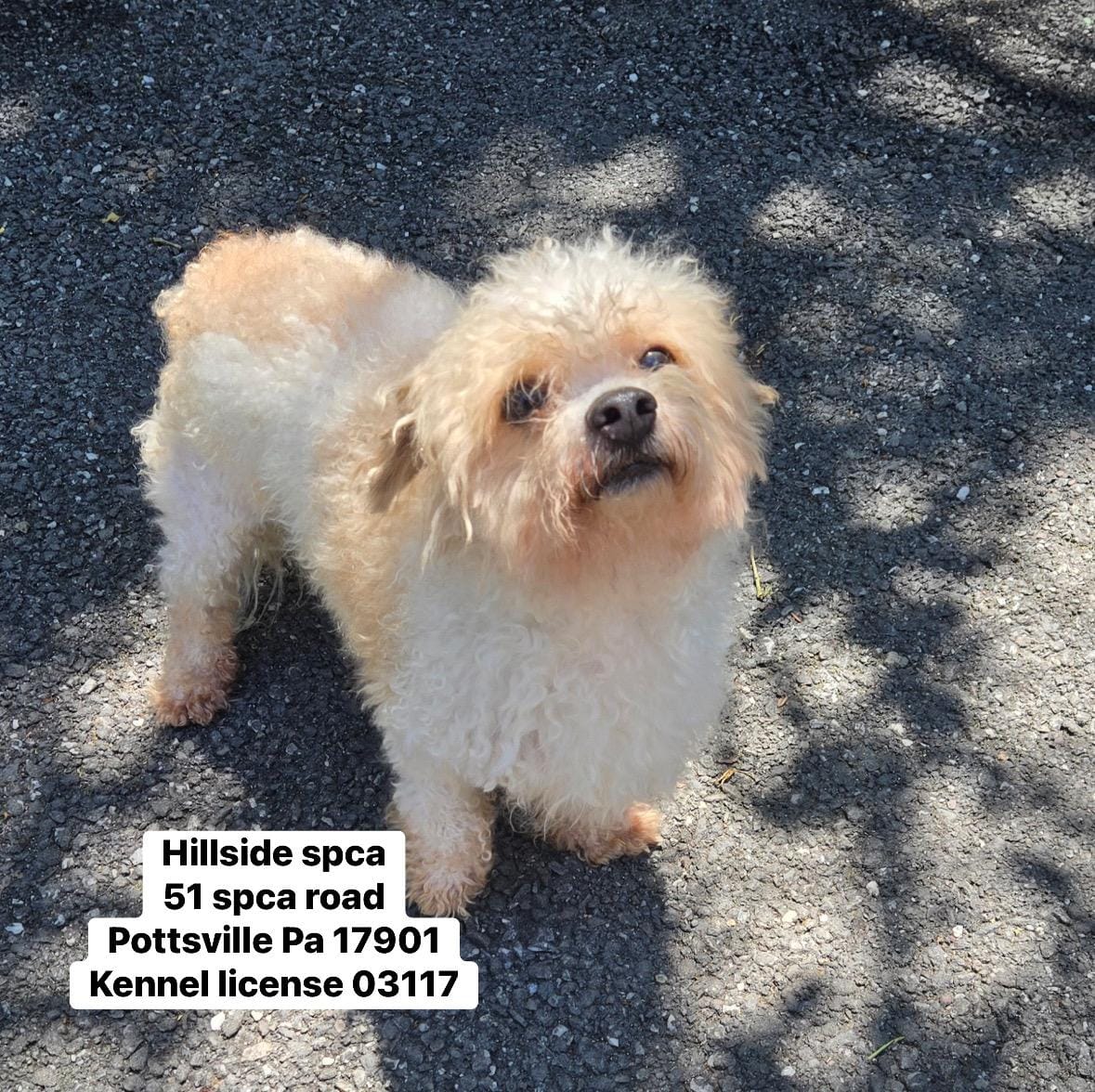 Gizmo