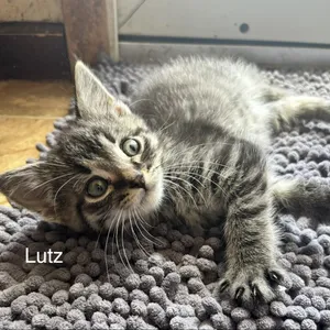 Lutz C11252